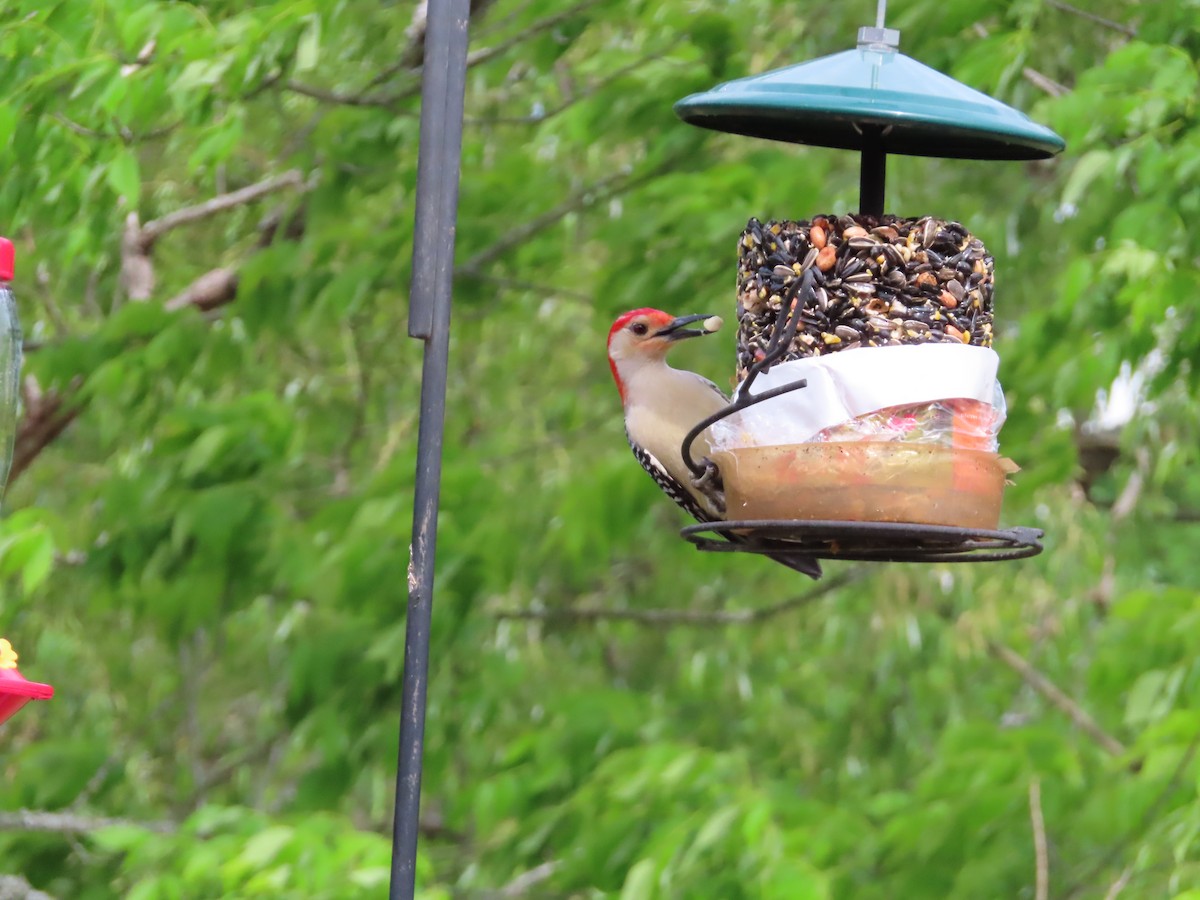 Red-bellied Woodpecker - ML618111763