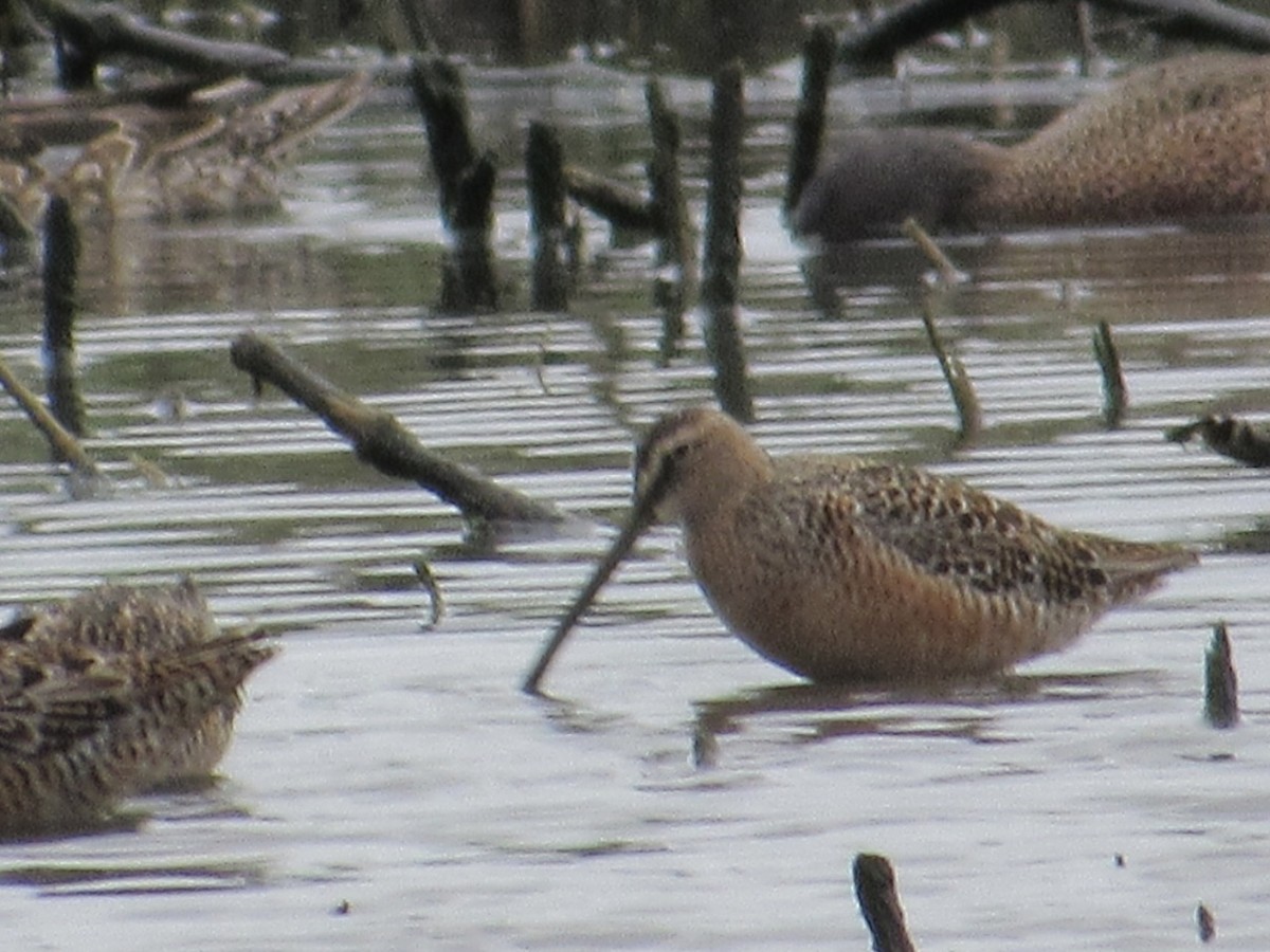 Long-billed Dowitcher - ML618111764