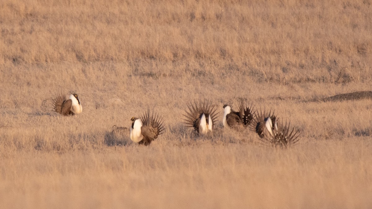 Greater Sage-Grouse - ML618111798