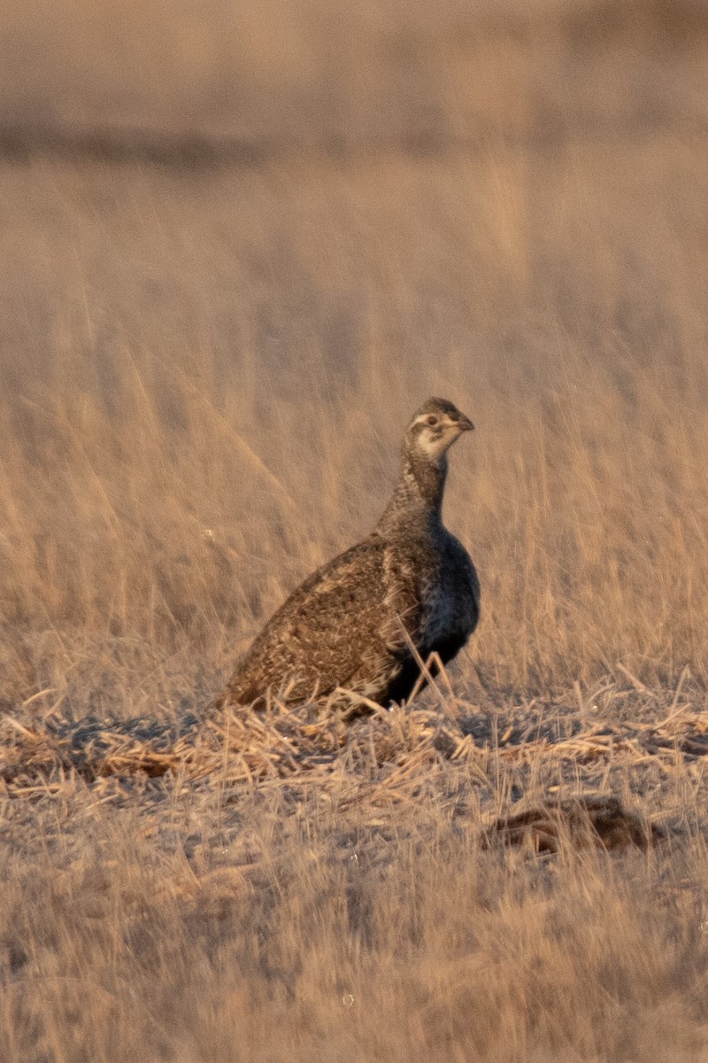 Greater Sage-Grouse - ML618111810
