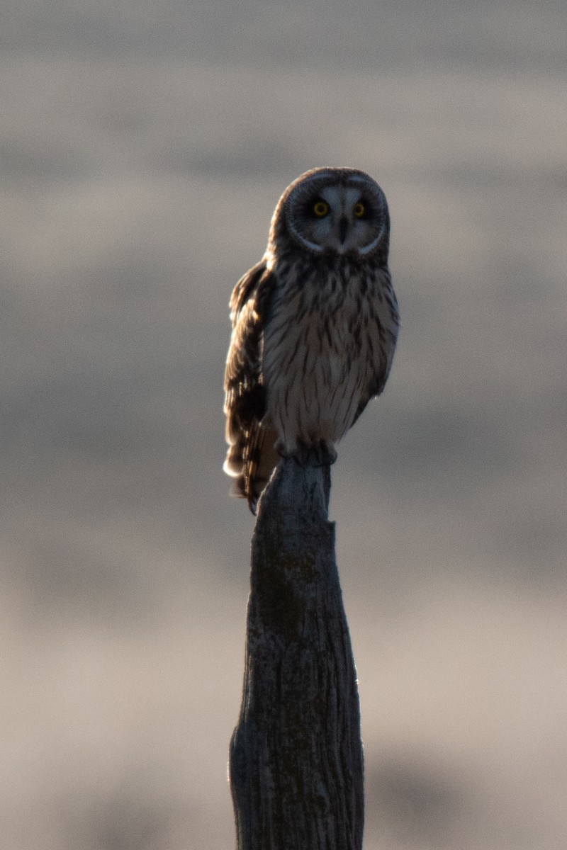 Short-eared Owl - ML618111812
