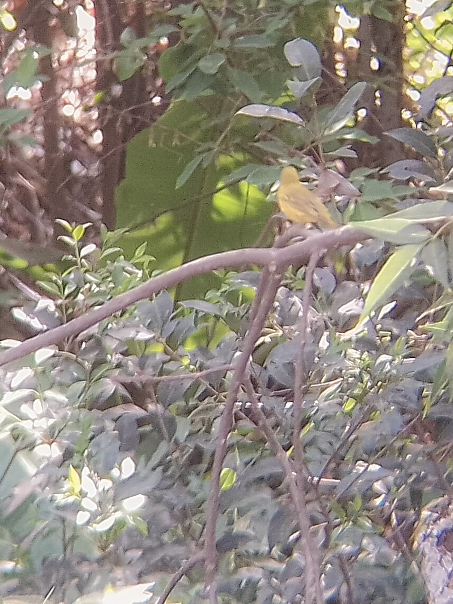 Yellow Warbler - ML618111823