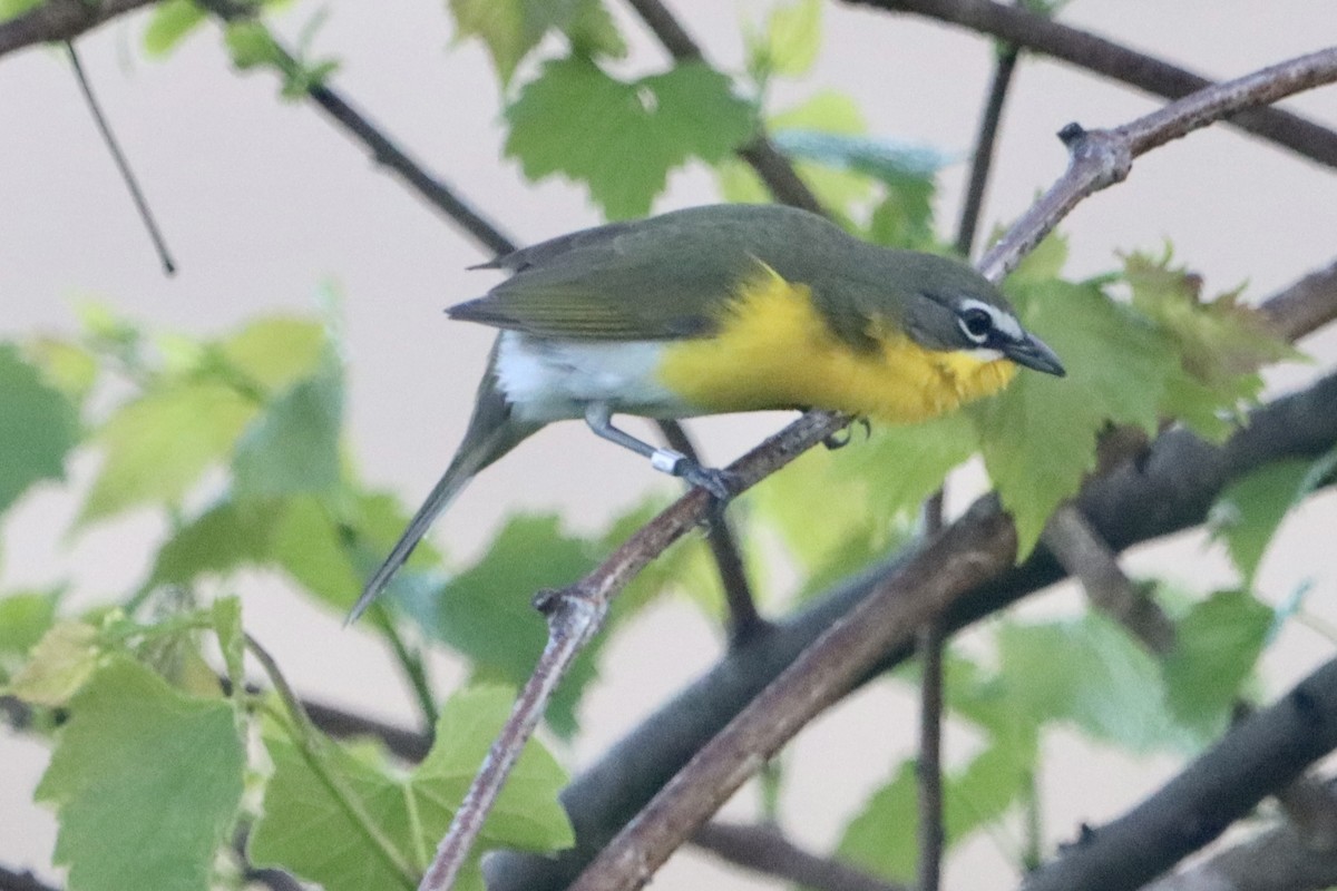 Yellow-breasted Chat - ML618111829