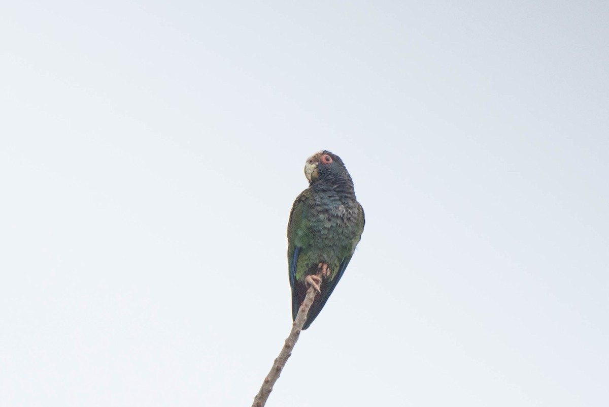White-crowned Parrot - ML618111833