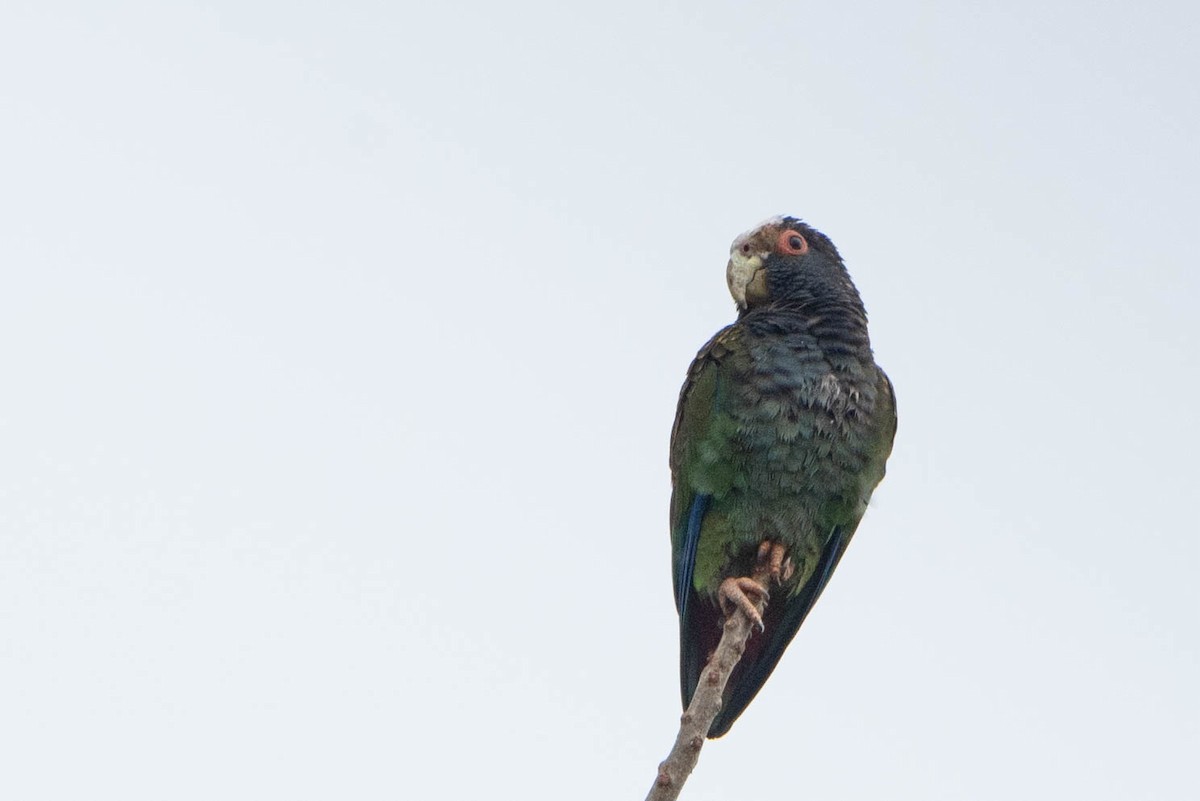 White-crowned Parrot - ML618111834