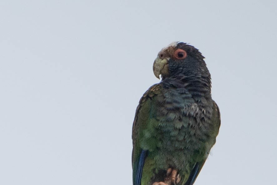 White-crowned Parrot - ML618111835