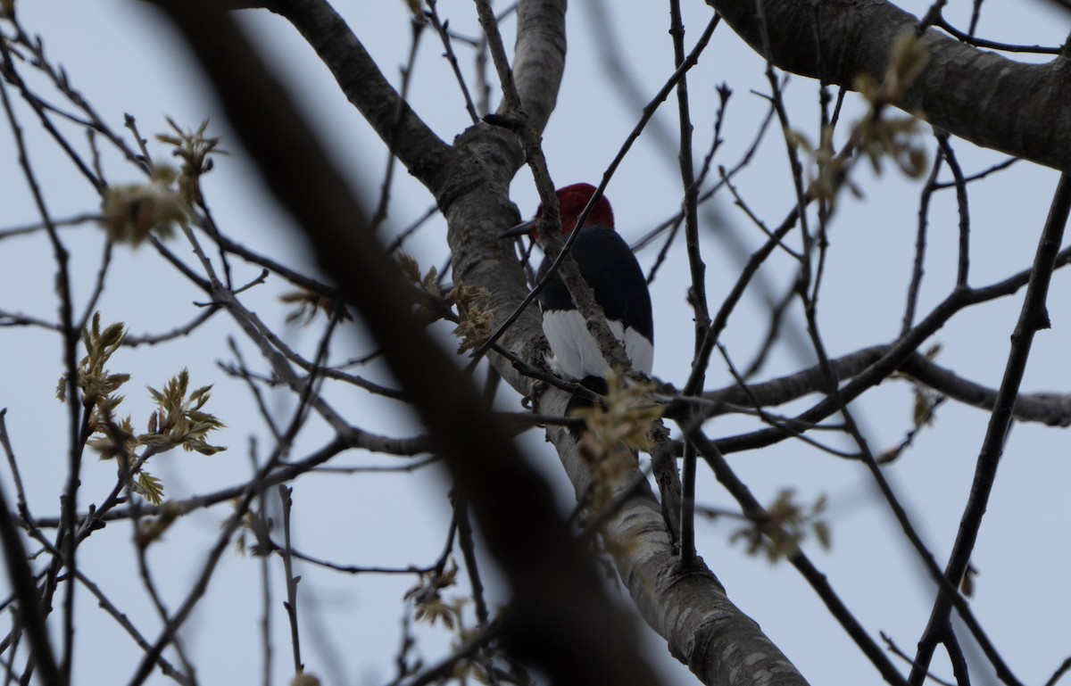 Red-headed Woodpecker - Justin Labadie