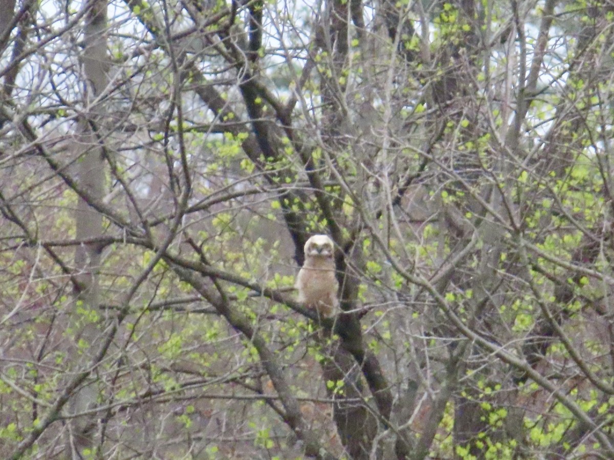 Great Horned Owl - ML618111876