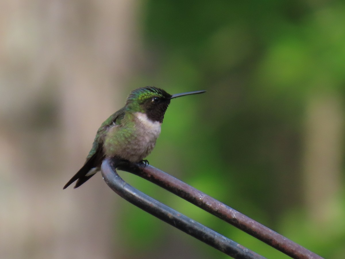 Ruby-throated Hummingbird - ML618111893
