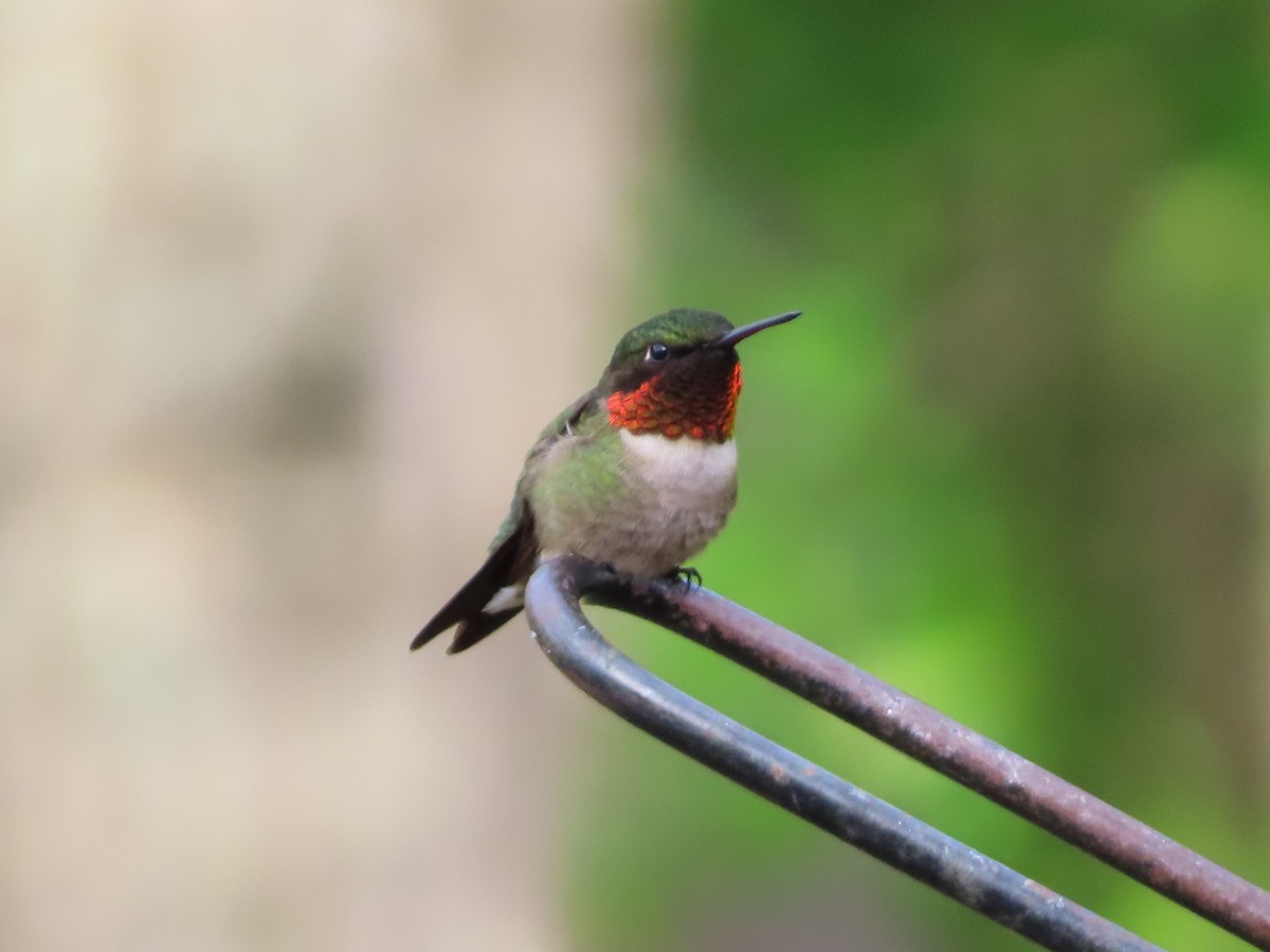Ruby-throated Hummingbird - Fran Loyd