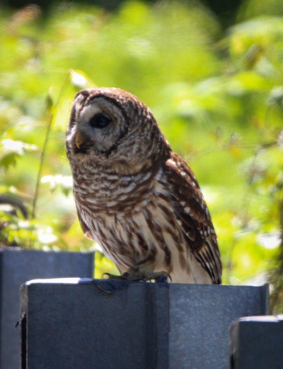 Barred Owl - ML618111911