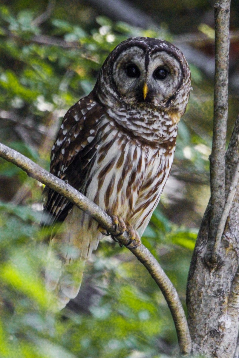 Barred Owl - ML618111915