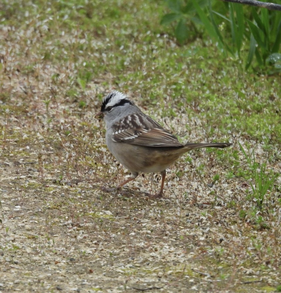 White-crowned Sparrow - ML618111922