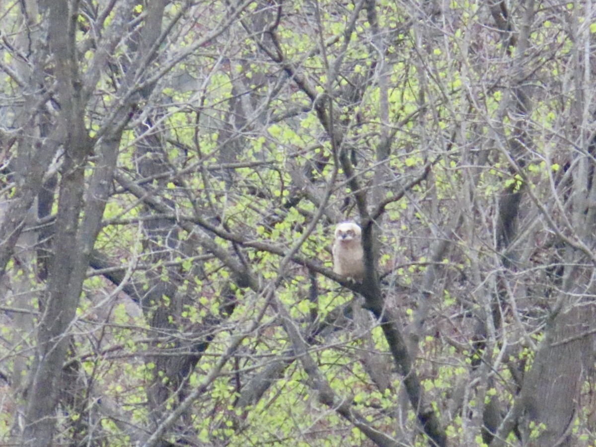 Great Horned Owl - ML618111932