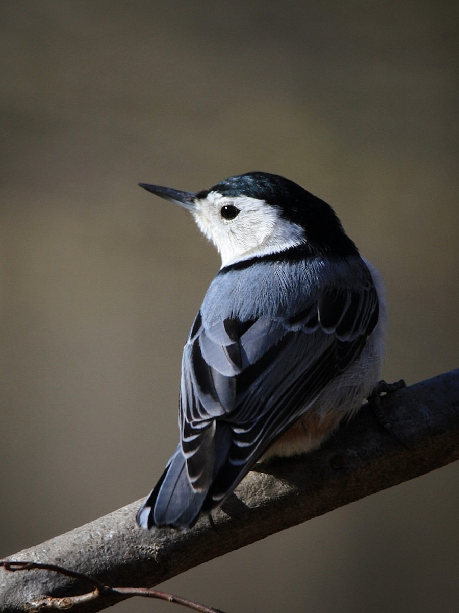 White-breasted Nuthatch - ML618111937