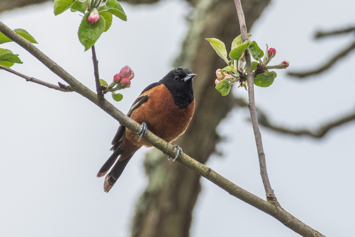 Orchard Oriole - ML618111959