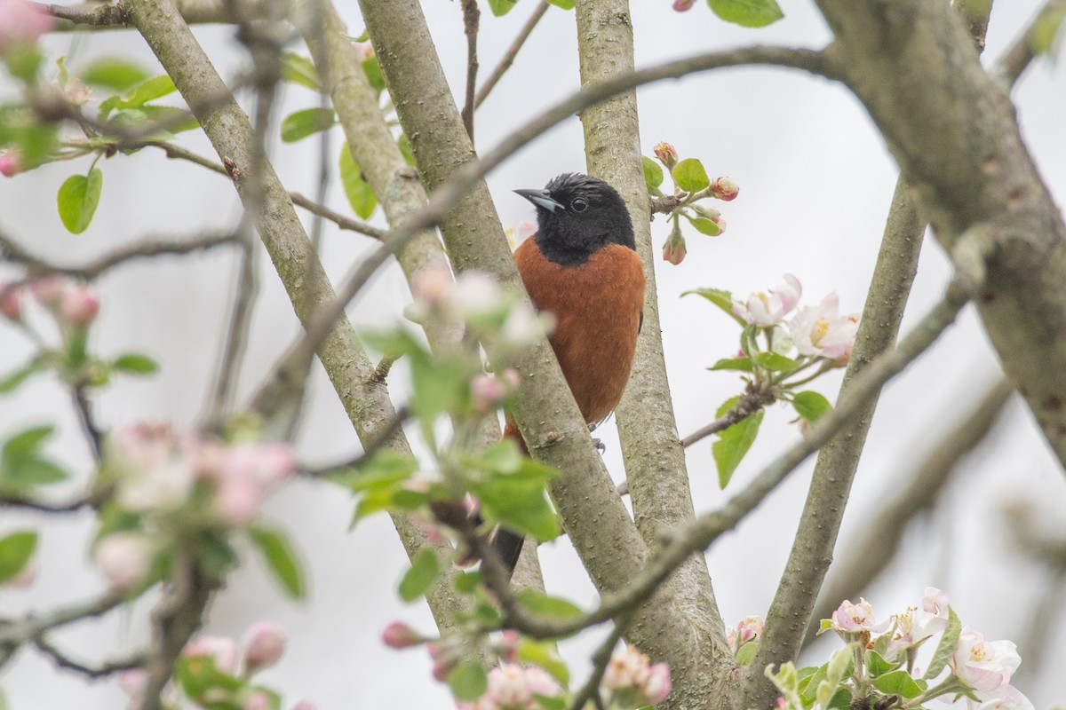 Orchard Oriole - ML618111960