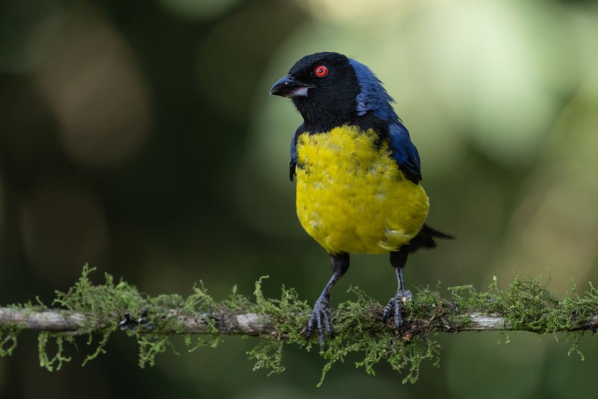 Hooded Mountain Tanager - ML618111964