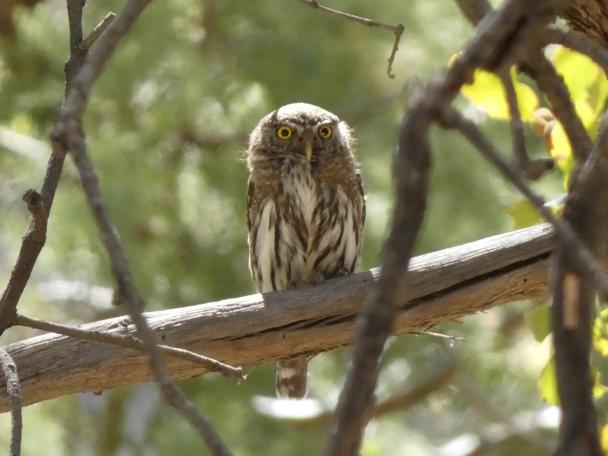 Northern Pygmy-Owl - ML618111967