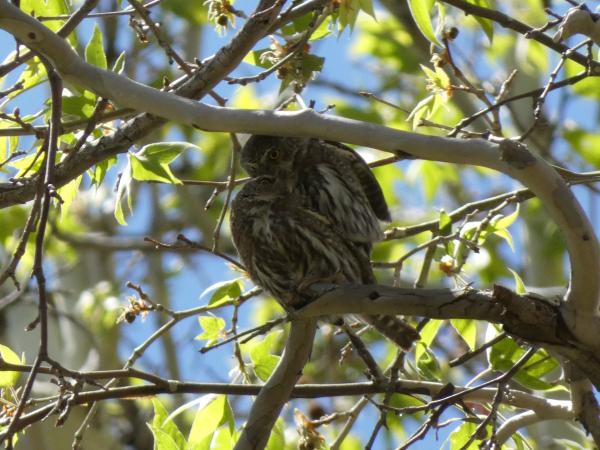 Northern Pygmy-Owl - Steven C and Emily B