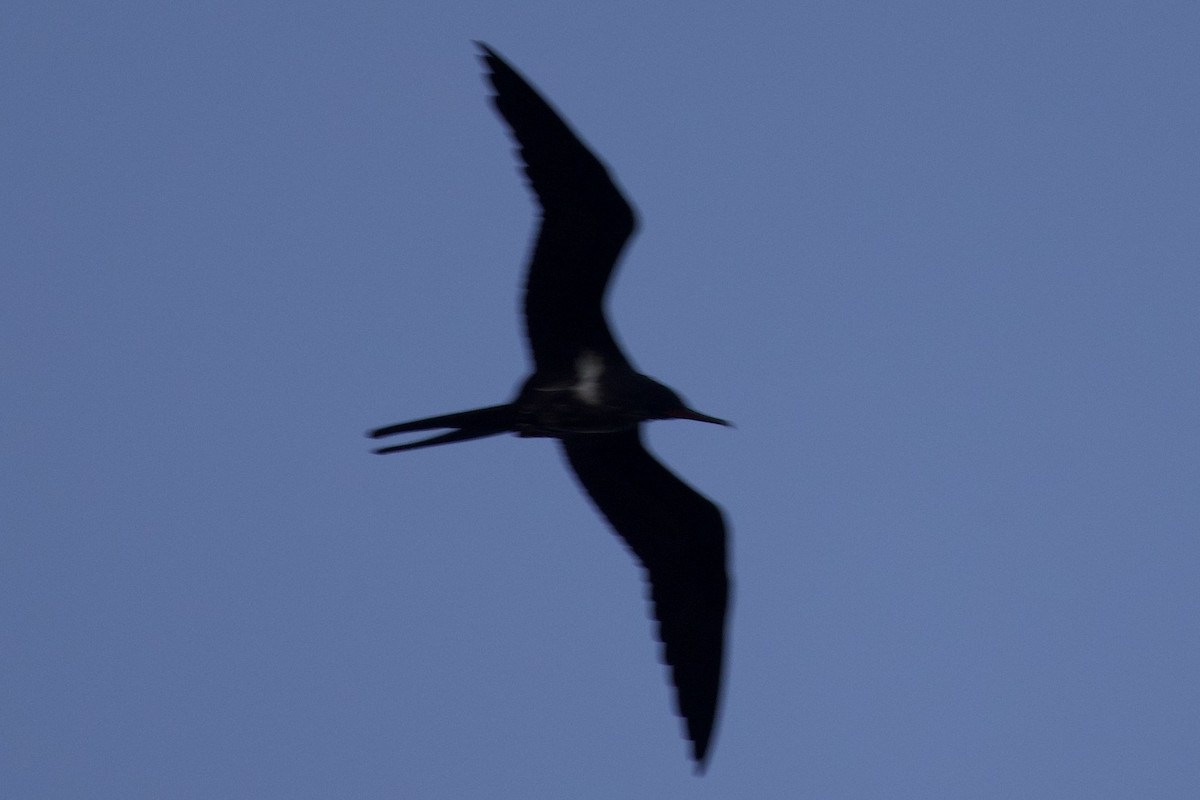 Lesser Frigatebird - ML618111981