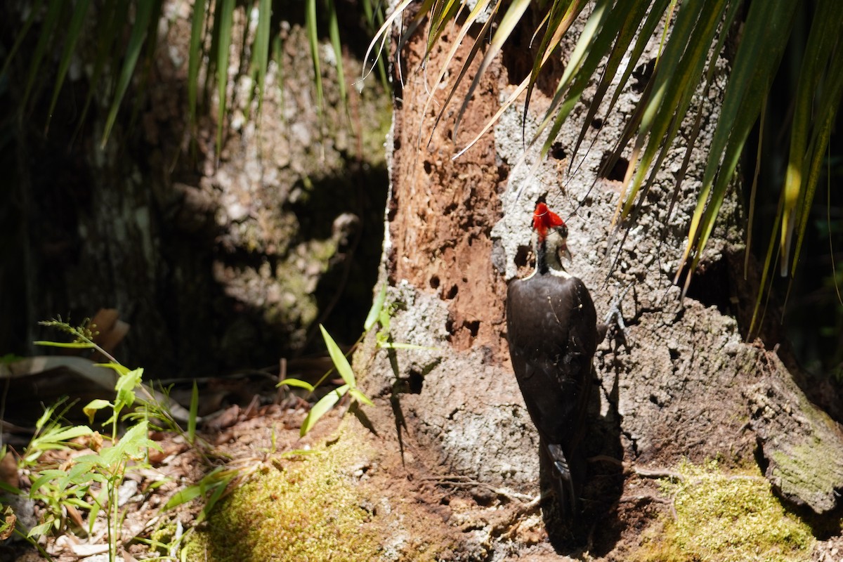Pileated Woodpecker - ML618111992