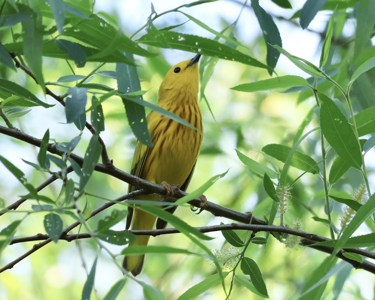 Yellow Warbler - ML618112011