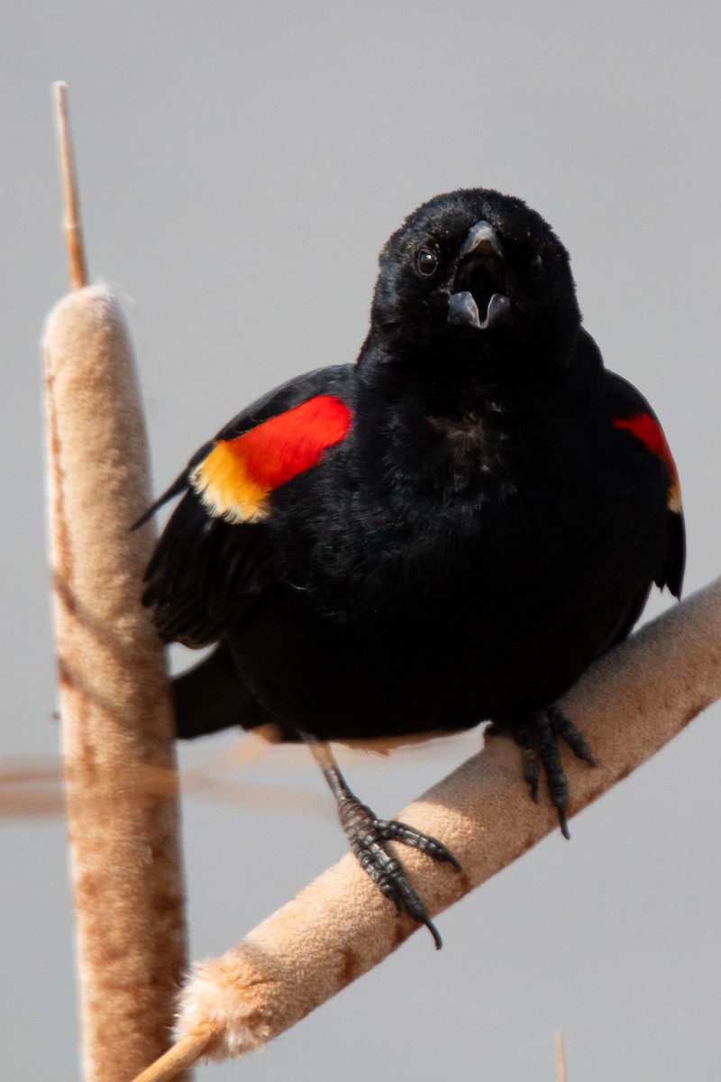 Red-winged Blackbird - ML618112039
