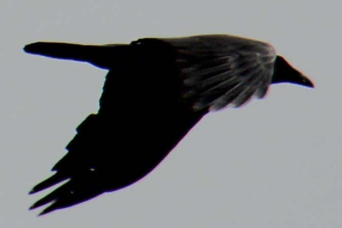 Common Raven - ML618112041