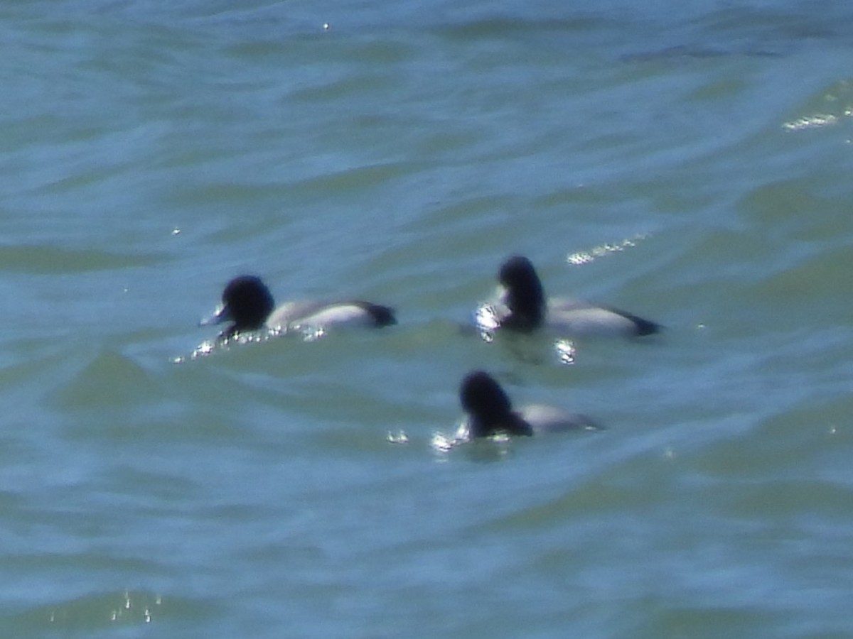 Greater Scaup - ML618112057