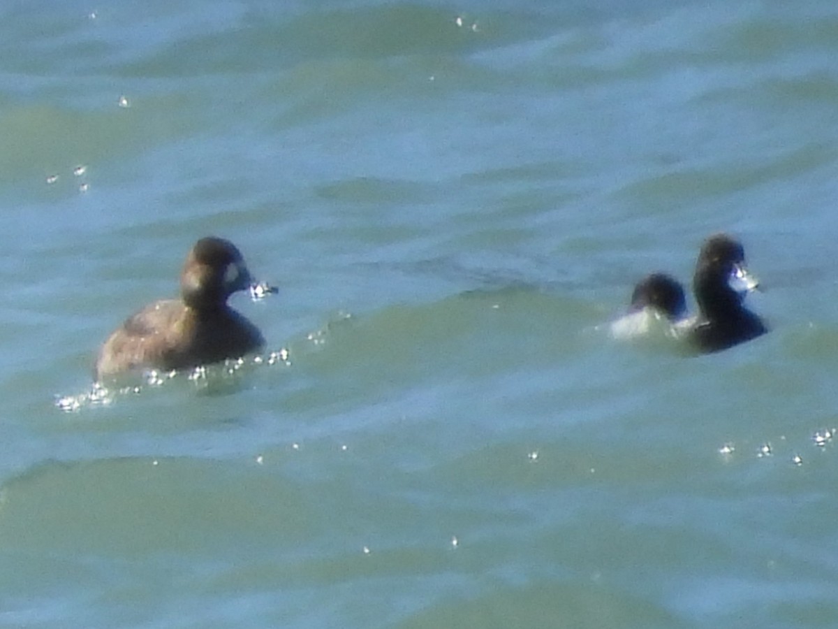 Greater Scaup - ML618112058