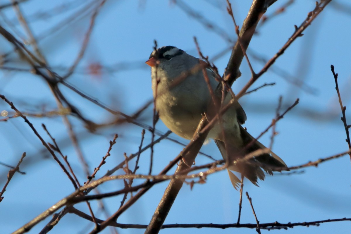 White-crowned Sparrow - Jo VerMulm