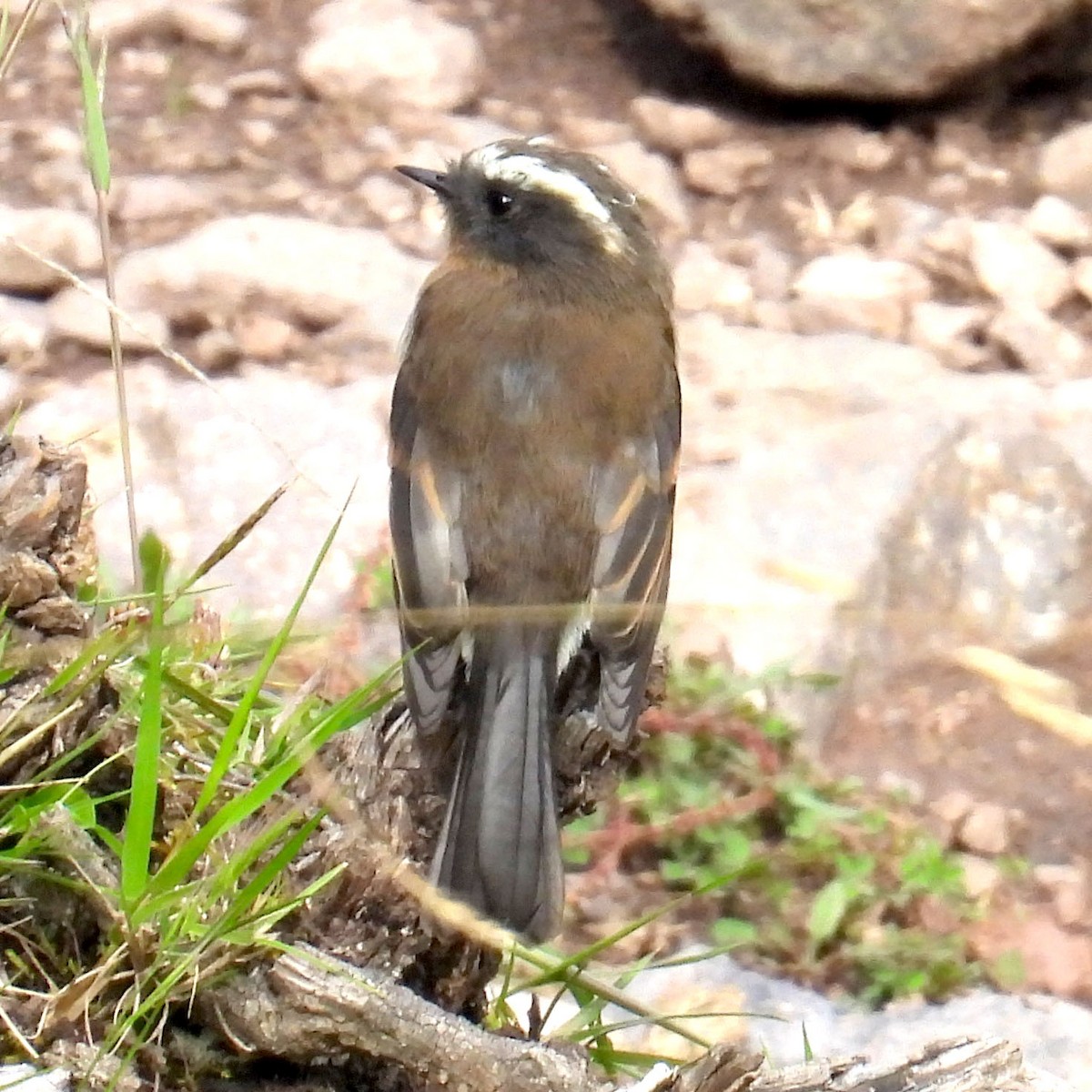 White-browed Chat-Tyrant - ML618112109