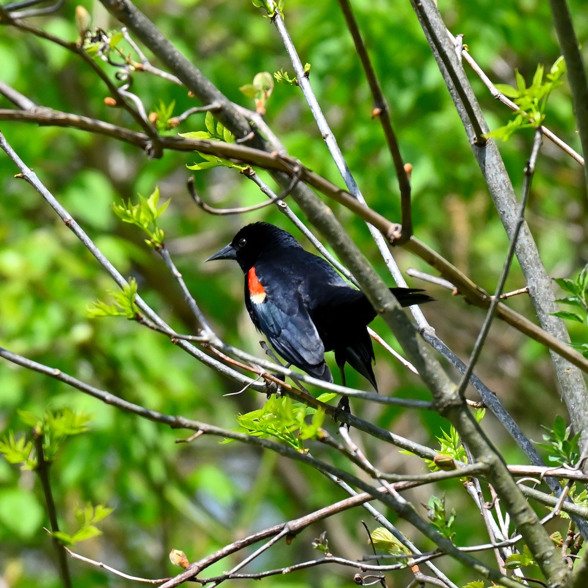 Red-winged Blackbird - ML618112112