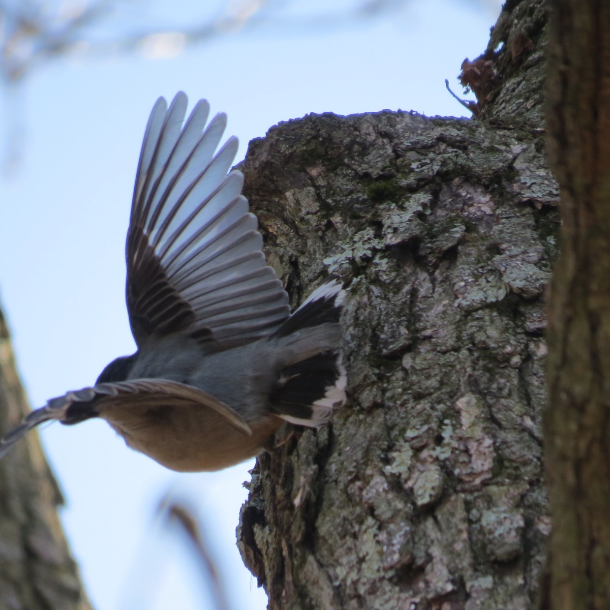 White-breasted Nuthatch - ML618112126