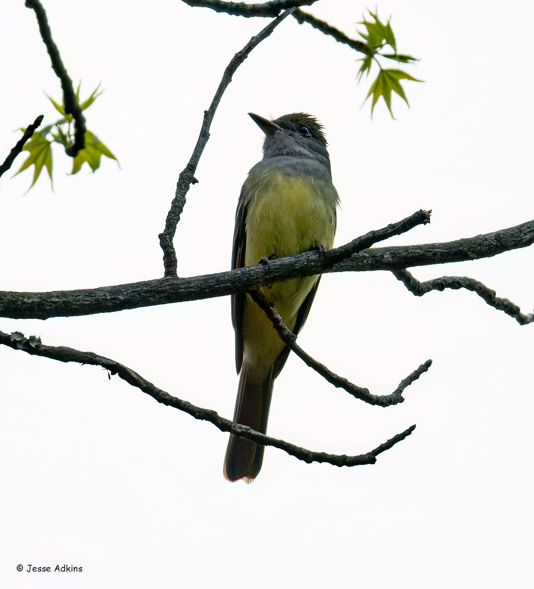 Great Crested Flycatcher - ML618112130