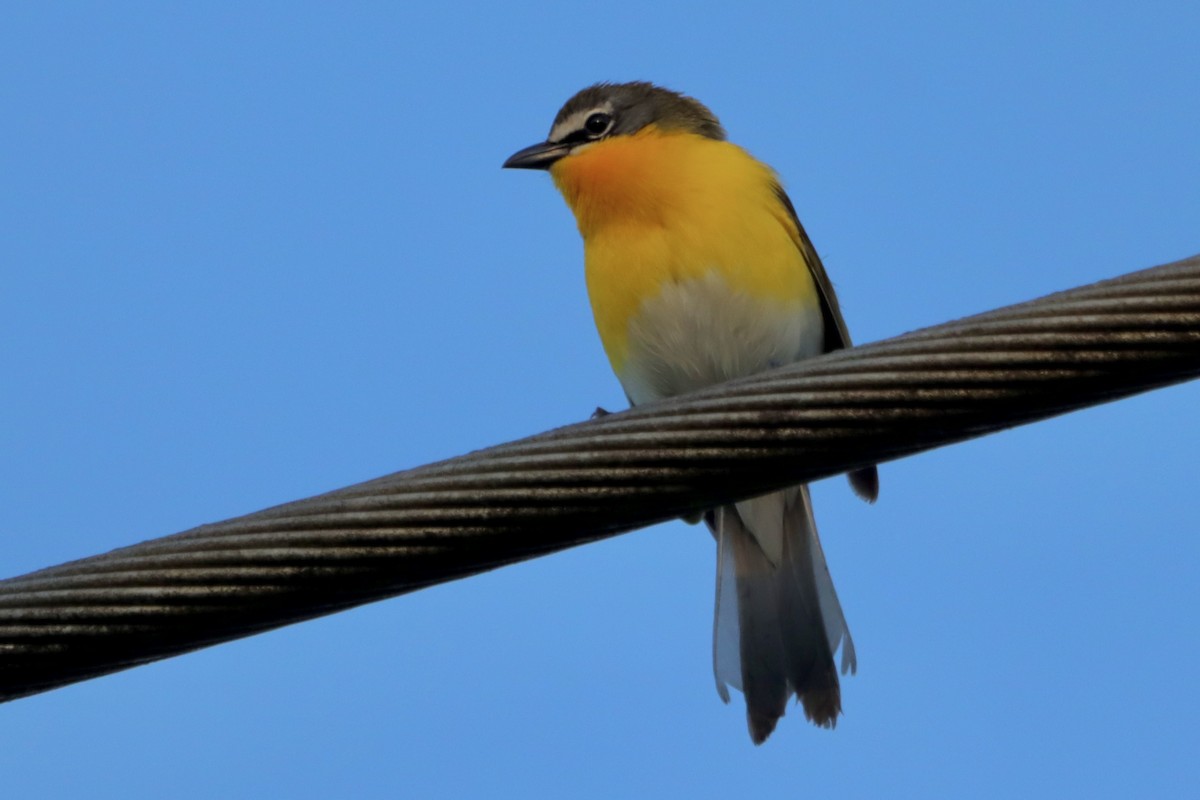 Yellow-breasted Chat - ML618112137