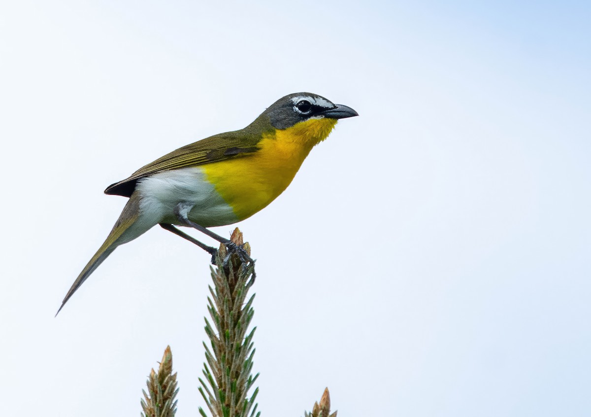 Yellow-breasted Chat - ML618112139