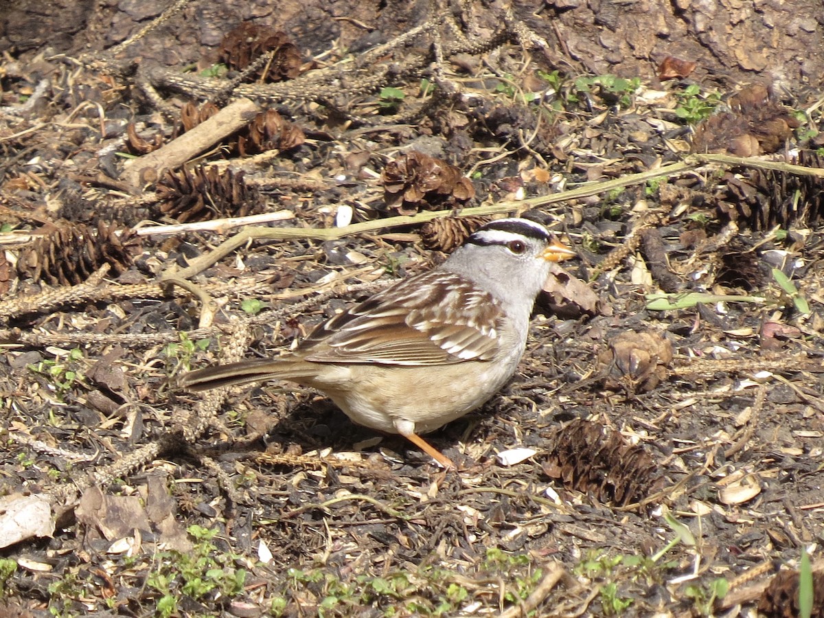 White-crowned Sparrow - Brenda Werntz