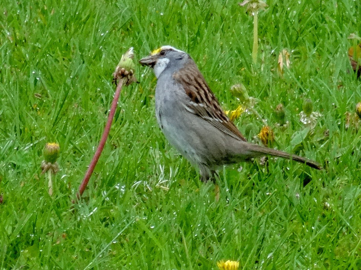 White-throated Sparrow - John Tollefson