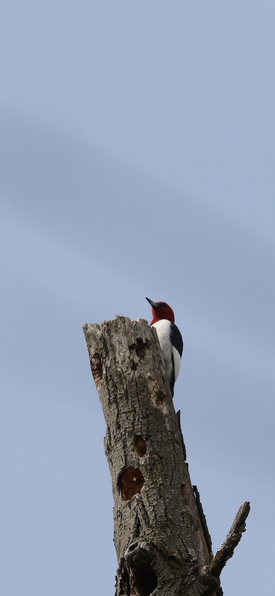 Red-headed Woodpecker - Annette Sheets