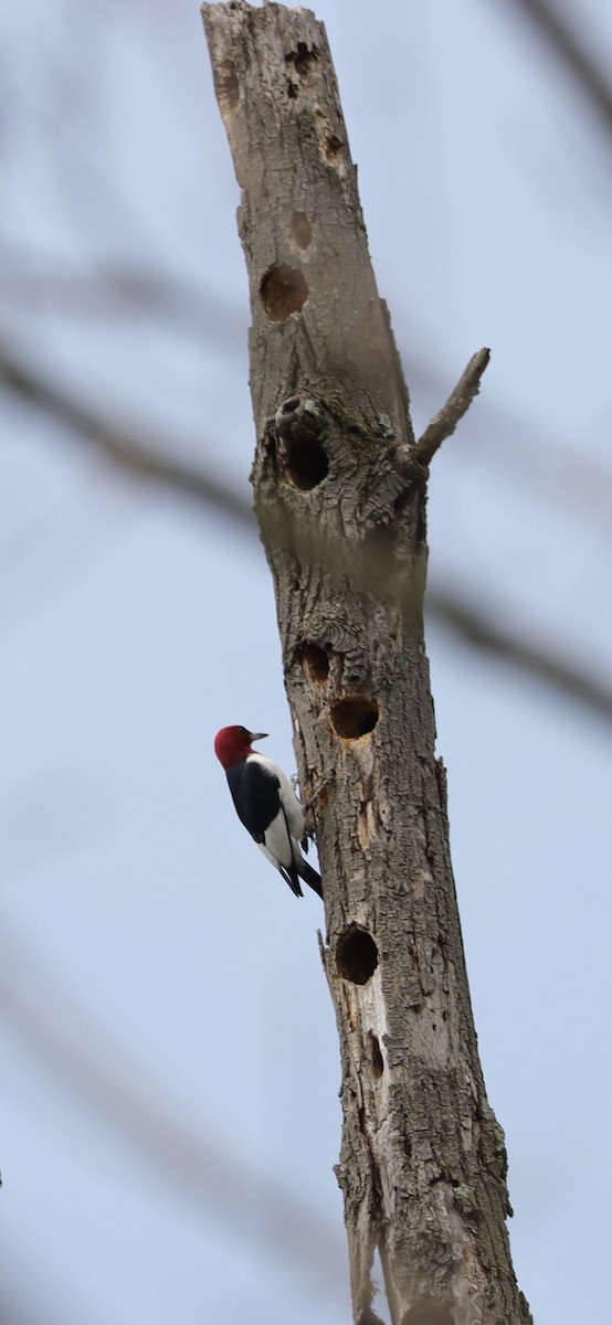 Red-headed Woodpecker - Annette Sheets