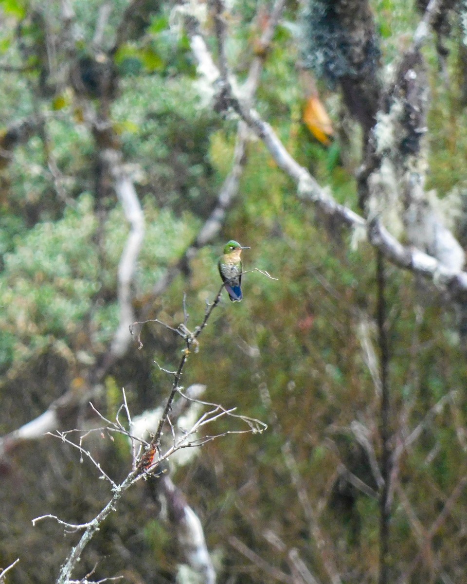 kolibřík dřišťálový - ML618112178