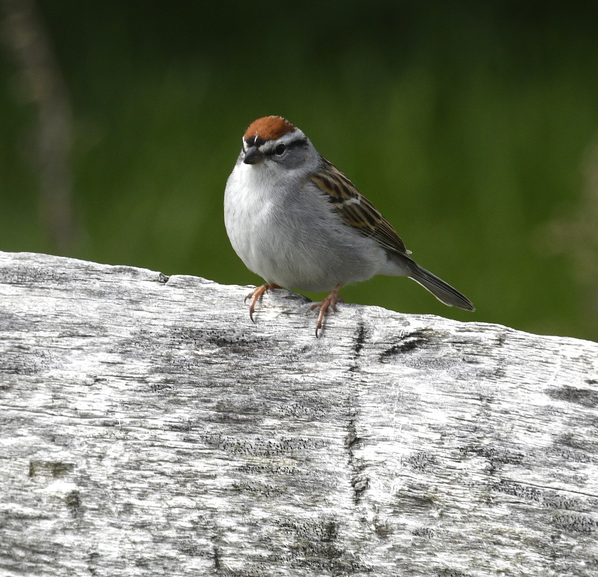 Chipping Sparrow - ML618112179