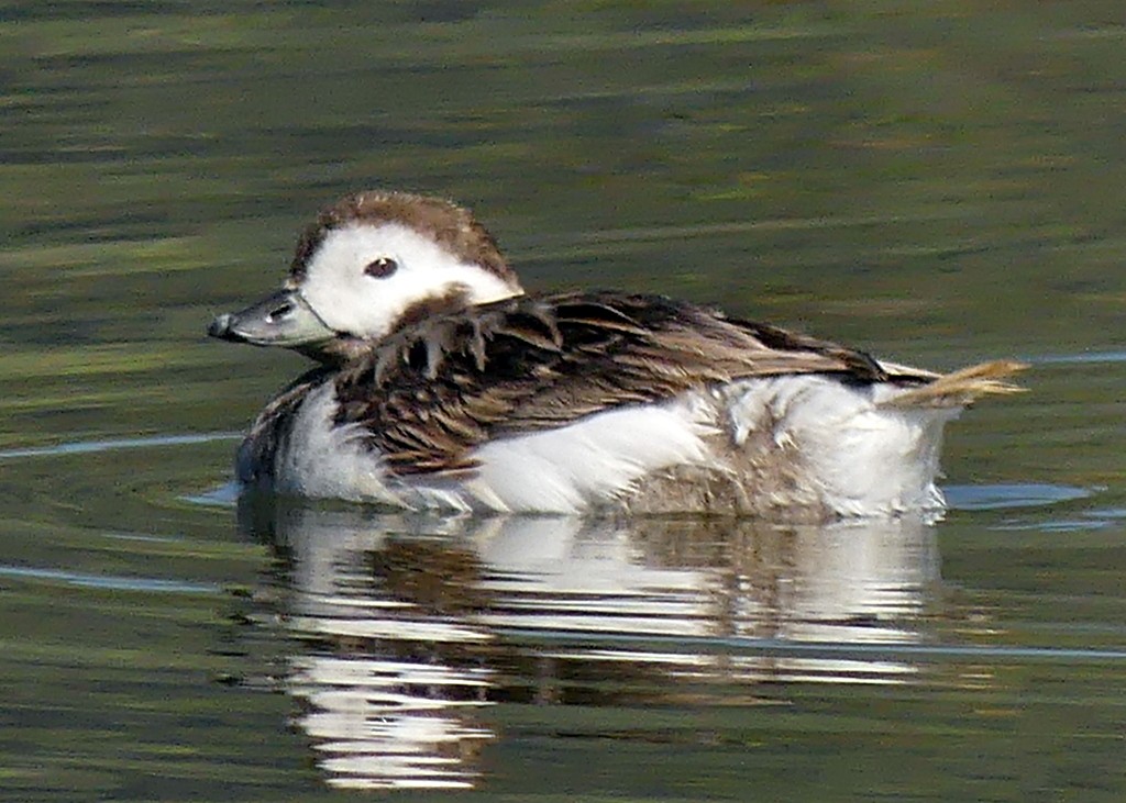 Long-tailed Duck - ML618112183