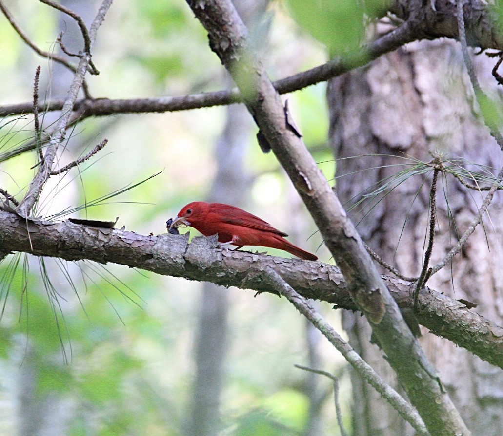 Summer Tanager - Perry Copeland