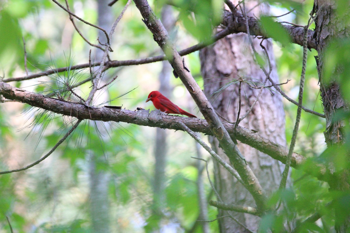 Summer Tanager - Perry Copeland