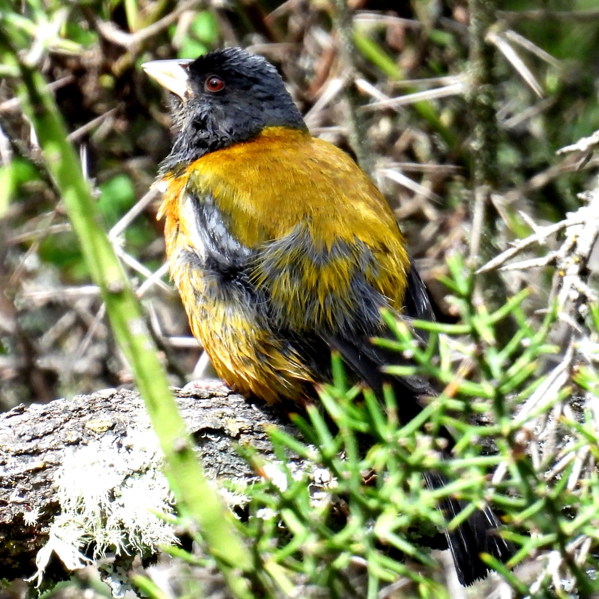 Peruvian Sierra Finch - ML618112240