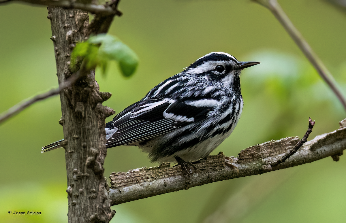 Black-and-white Warbler - ML618112246