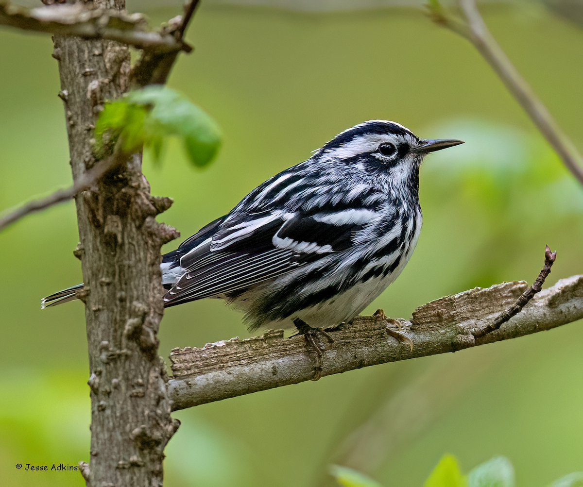 Black-and-white Warbler - ML618112247